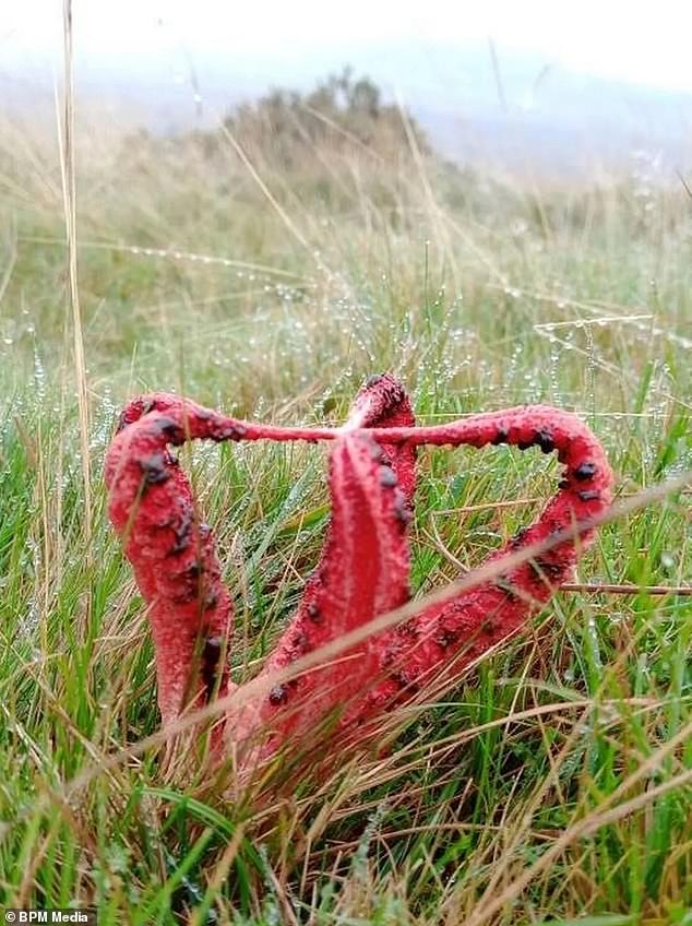 It is particularly eye-catching due to its red 'tentacles' splaying out of the ground and has a strong and unpleasant smell of rotting flesh, which is an olive-brown goo called 'gelba'