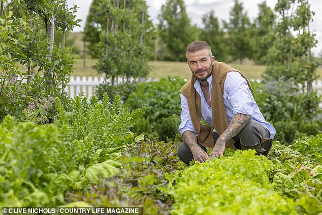 The Beckham's garden, which is David’s pride and joy, is also achingly, impeccably on-trend
