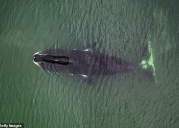 Research by Rochester University Scientists in New York found a protein in Bowhead whales, known as CIRBP, that helps elongate a whale's life span. (File image of Bowhead whale)