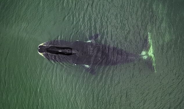 Research by Rochester University Scientists in New York found a protein in Bowhead whales, known as CIRBP, that helps elongate a whale's life span. (File image of Bowhead whale)