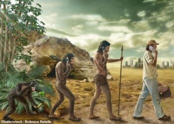 Researchers from the University of Maine theorized that culture was not the driving force of evolution now, not genetics (Stock Image)