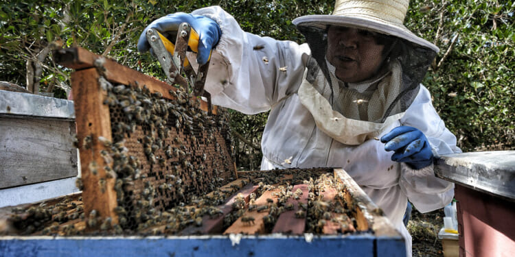In Mexico’s mangroves, this family protects trees and bees