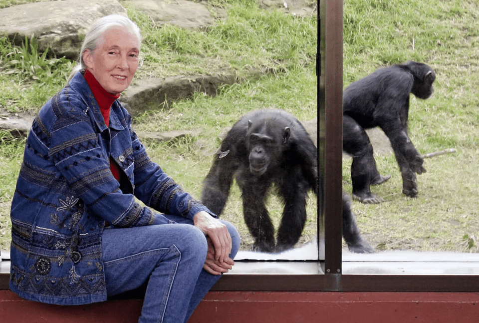 Jane Goodall smiling, sitting in front of a chimpanzee behind glass.