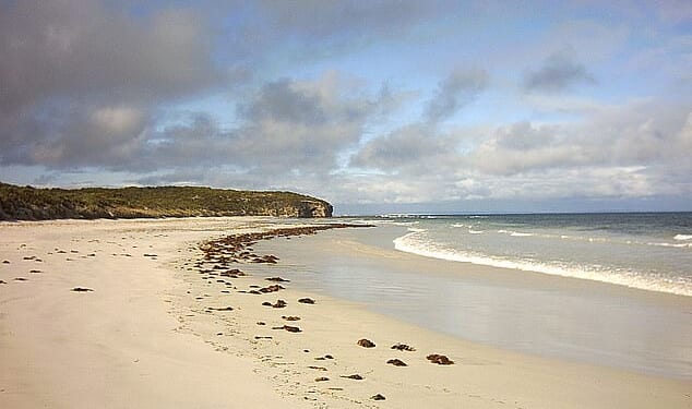 A surfer who was bitten twice on the leg by a shark has managed to drive himself to hospital to undergo emergency surgery (pictured, D'Estrees Bay on Kangaroo Island)