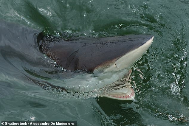 The surfer is believed to have been attacked by a large bronze whaler shark, seen chasing a seal through the bay shortly before the attack, according to a witness