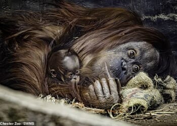 The tiny Bornean orangutan was born on October 7 at Chester Zoo, after its mother Leia delivered it after an eight-and-a-half month pregnancy