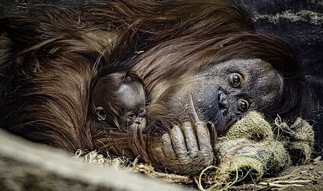 The tiny Bornean orangutan was born on October 7 at Chester Zoo, after its mother Leia delivered it after an eight-and-a-half month pregnancy