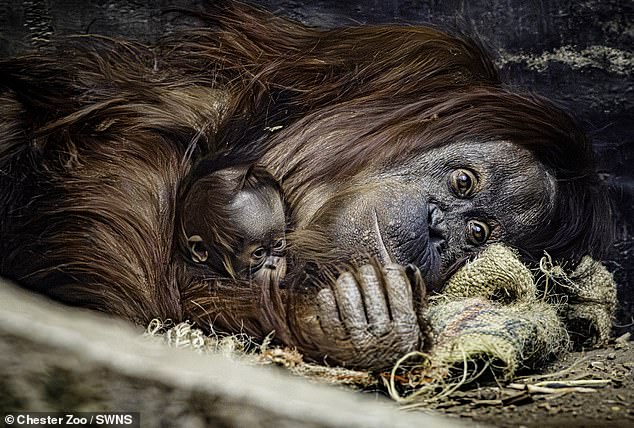 The tiny Bornean orangutan was born on October 7 at Chester Zoo, after its mother Leia delivered it after an eight-and-a-half month pregnancy