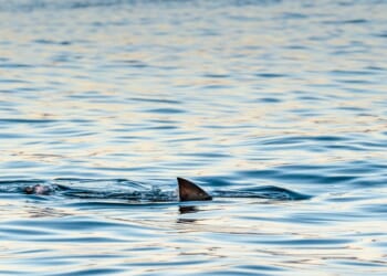 Shark fin on the surface of the ocean in False Bay, South Africa.