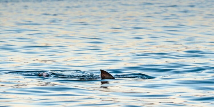 Shark fin on the surface of the ocean in False Bay, South Africa.