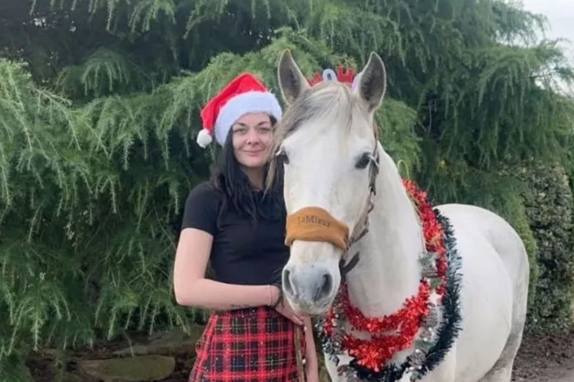 An image collage containing 1 images, Image 1 shows Person in a Santa hat standing next to a horse decorated with Christmas tinsel