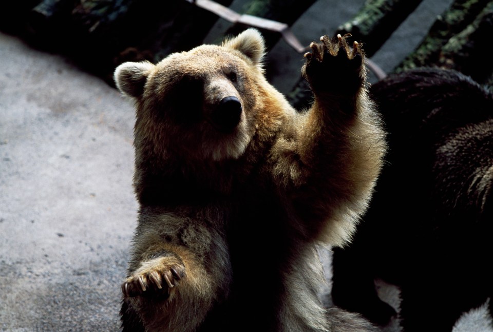 Brown Bear, Bear Park