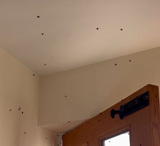 In our bedroom I found a cluster in the lampshade, several crawling across my pillow and, on closing the blind to block out the winged intruders, several hundred that had been hiding