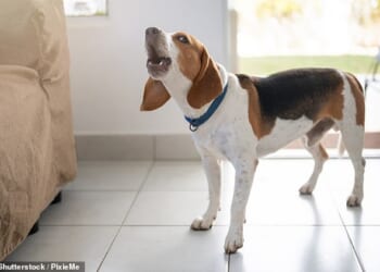 Yapping: A reader is being driven to distraction by his neighbour's noisy dog - and despite promises to keep the animal quiet, nothing has been done