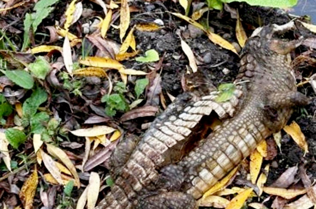 Crocodile found dumped in a canal, lying amidst leaves and dirt.