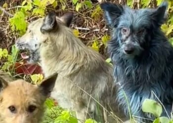 The caretakers of the dogs that have made a home at the site of Chernobyl have spotted some canines with blue fur, a first at the disaster zone