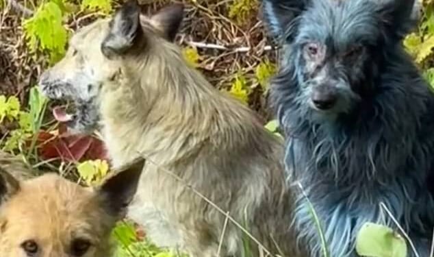 The caretakers of the dogs that have made a home at the site of Chernobyl have spotted some canines with blue fur, a first at the disaster zone