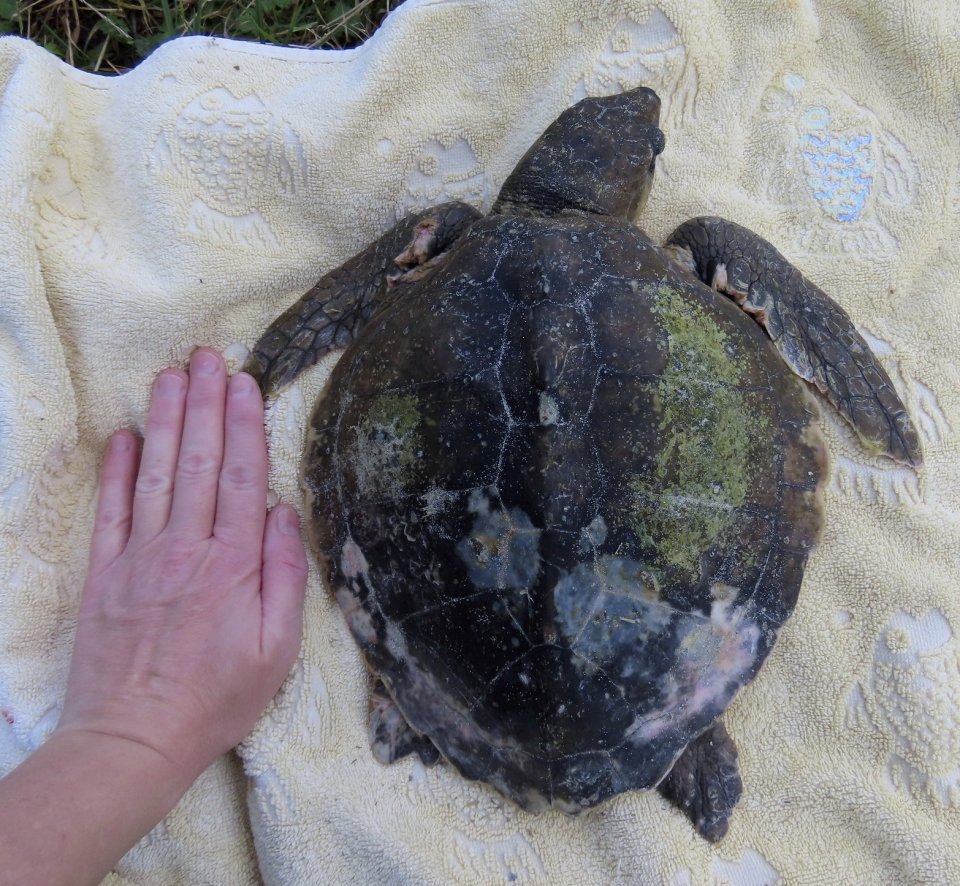 Critically endangered Kemp's Ridley turtle on a white towel, with a human hand next to it for scale.