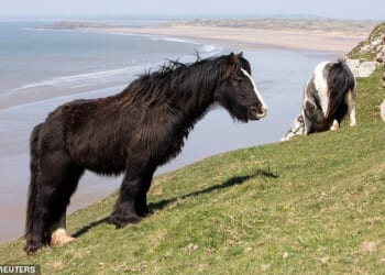 Horses have been grazing for over a hundred years on the Rhossili coast (pictured) in Swansea, South Wales (horses pictured not Nick Benyon's)