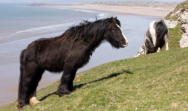 Horses have been grazing for over a hundred years on the Rhossili coast (pictured) in Swansea, South Wales (horses pictured not Nick Benyon's)