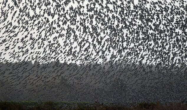 Ominous warning for humanity as birds suddenly adopt 'unsettling' behavior