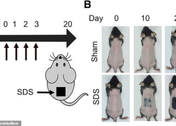 In mice, areas of skin treated with an irritant started to sprout new hair from follicles (the tiny pores on the surface of the skin)