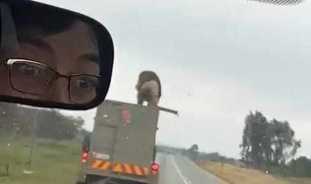A passenger travelling along the R49 road between Bakerville and Lichtenburg managed to film the male lion escaping from the truck's roof hatch