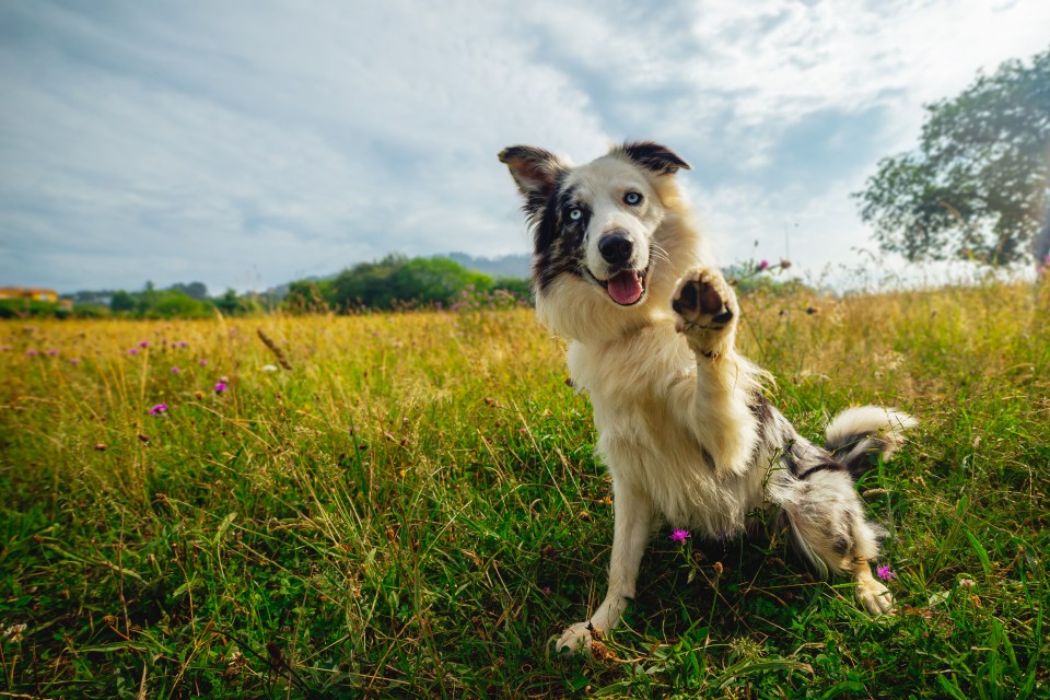 A Border Collie with blue eyes sitting in a field, raising its paw to the camera.