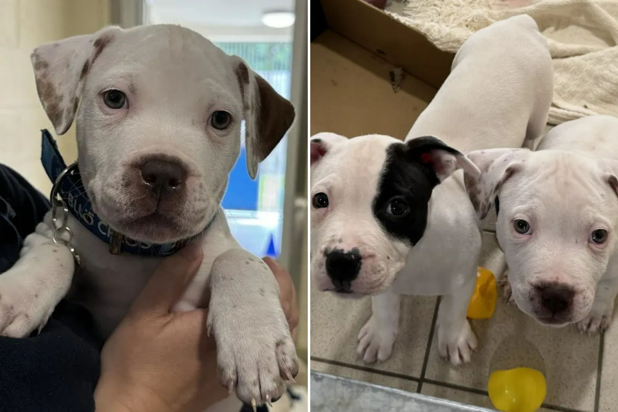 An image collage containing 2 images, Image 1 shows White puppy with brown spots on its ears and legs, wearing a blue collar that says "Blue Cross.", Image 2 shows Three rescue puppies among toys