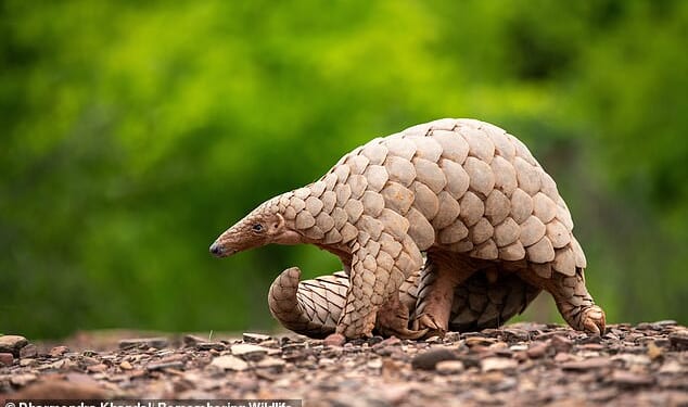 The Indian pangolin prefers to live and forage on the ground - so they tend to have stronger limbs as well as longer claws, in order to help them with digging