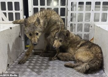 Lancashire Police were finally able to capture the animals yesterday afternoon following reports that 'howling wolves' were 'roaming the neighbourhood'