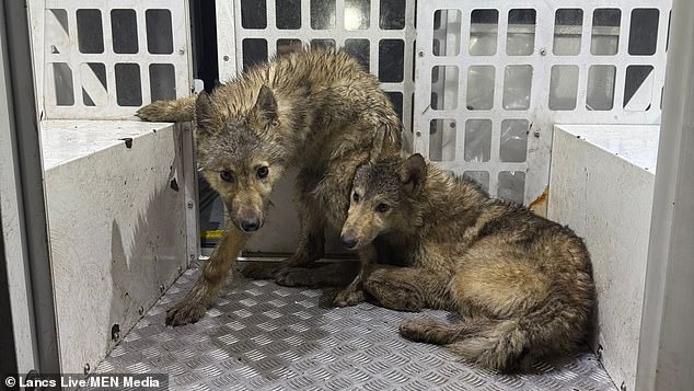 Lancashire Police were finally able to capture the animals yesterday afternoon following reports that 'howling wolves' were 'roaming the neighbourhood'
