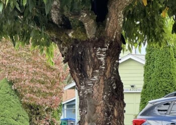 Can you spot the cat hiding in this street scene in less than 30 seconds?