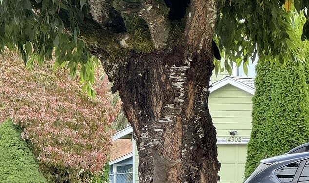 Can you spot the cat hiding in this street scene in less than 30 seconds?