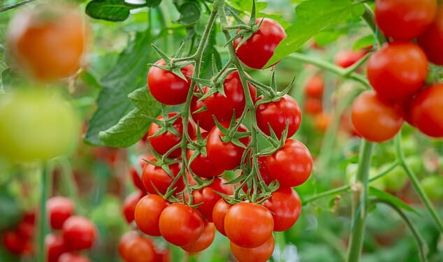 The Italian Ministry of Health has implemented a sampling and testing plan to detect the bacteria in varieties of cherry tomatoes sold in Italy