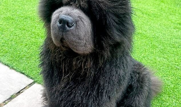 Charlie the Chow Chow was seriously injured after being dragged 100ft down the road in a hit-and-run incident