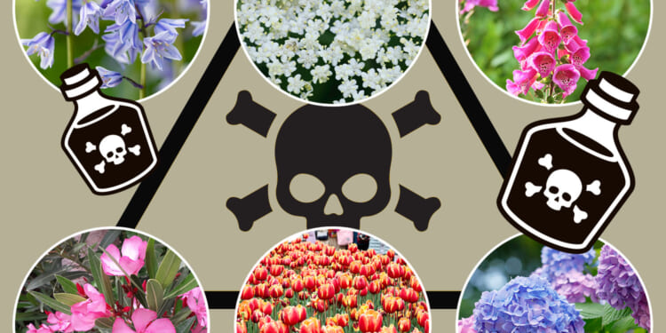 Warning over common privacy fence flower that causes seizures & coma plus 9 other popular poisonous plants in UK gardens
