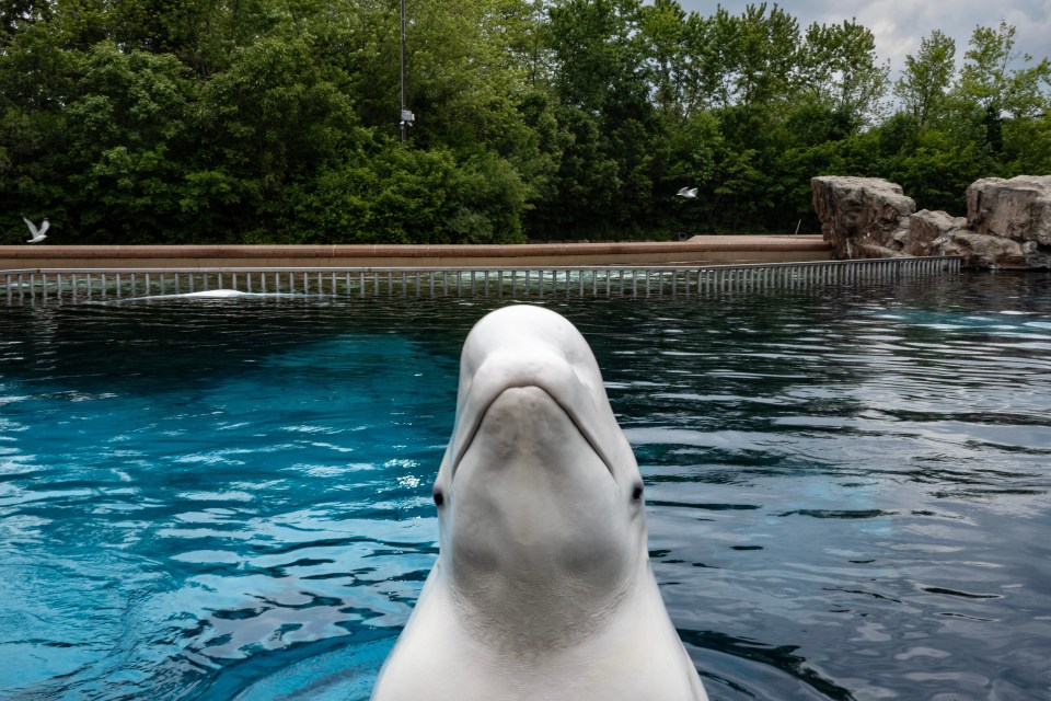 Beluga whale surfaces from a tank.