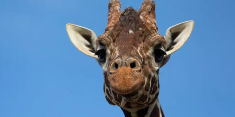 ‘Iconic’ giraffe Bashu, 13, that appeared in hit Netflix show dies at zoo after suffering kidney failure – The Sun