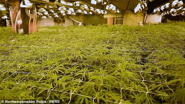 Northamptonshire Police said the find was one of the biggest cannabis factories in the county's history