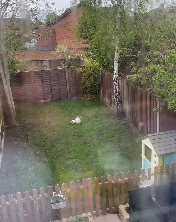 An outdoor shot of a grassy backyard with a brown wooden fence, and two white footballs sitting on the grass.