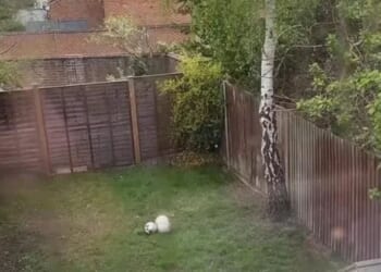 I'm fed up at neighbours constantly kicking balls in my garden so took revenge, people say I’m a Karen but I don’t care