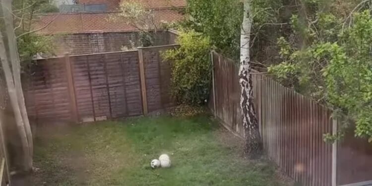 I'm fed up at neighbours constantly kicking balls in my garden so took revenge, people say I’m a Karen but I don’t care