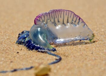 Urgent warning after world’s most dangerous jellyfish with killer sting wash up on popular beach