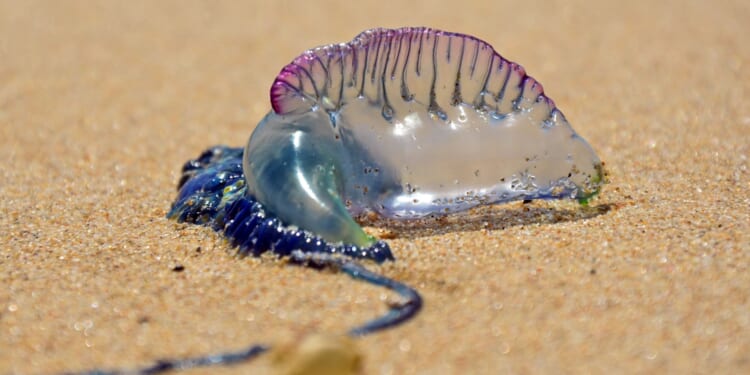 Urgent warning after world’s most dangerous jellyfish with killer sting wash up on popular beach