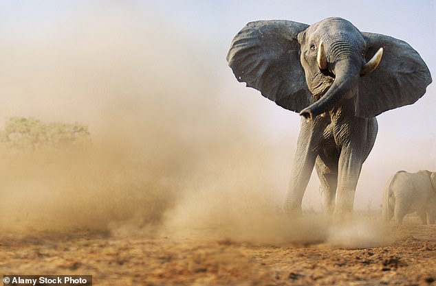 By the end of next year, the private conservancy plans to have slaughtered 600, almost two-thirds of its resident elephants, in southern Africa¿s biggest mass cull for three and a half decades