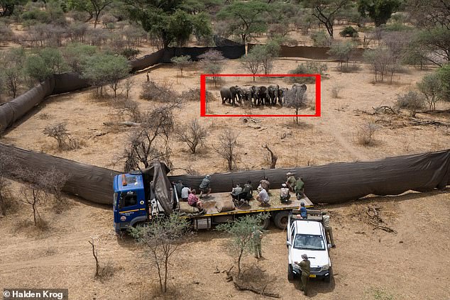 Marksmen poised to cull a family of elephants herded by helicopter into an enclosure at Sango Conservancy, Zimbabwe