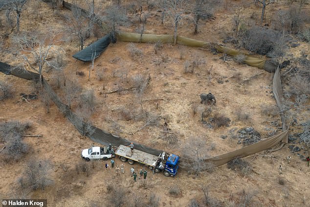 Pictured: A bull elephant rushes into the enclosure alone as professional hunters and members of the Zimbabwe National Parks wait for the rest of the group to enter the enclosure