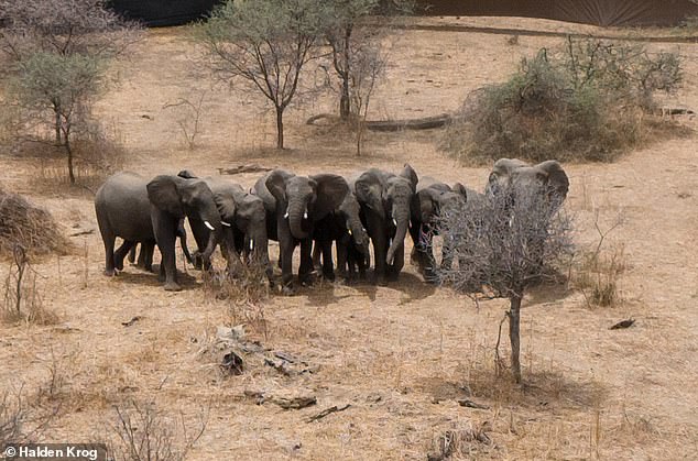 A family group of elephant who were driven into the enclosure with the help of a helicopter