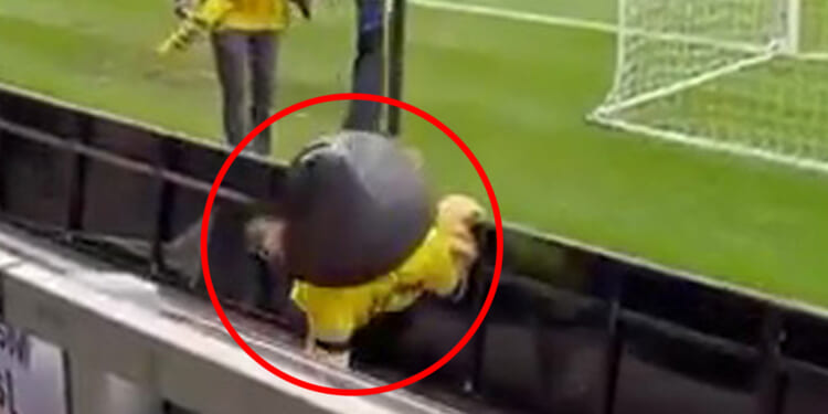 Moment 'drunk' non-league mascot is ejected from stadium after stumbling around